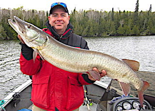 Huge 47.25-Inch Trophy Muskie by Greg Foley